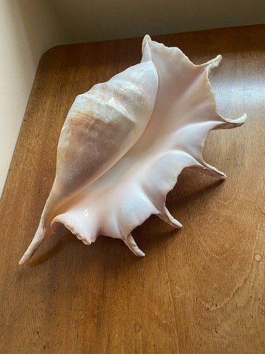 Very large vintage giant - large,