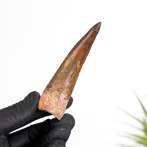 Collector grade spinosaurus - collector,
