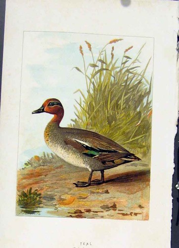 Original old antique print - original,