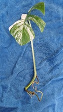 Monstera Albo Highly