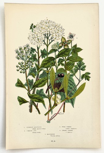 Ivy mistletoe cornell anne - ivy-mistletoe-cornell,