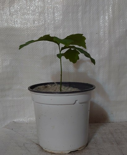 English oak tree acorn - english,
