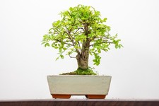 Bonsai Chinese Elm and Care Kit in a  18cm Cream Ceramic pot ZT1716