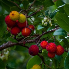 Arbutus Unedo Hardy Tree Bushy Evergreen Garden Plant 1 or 2 x 3.5L Pot T&M