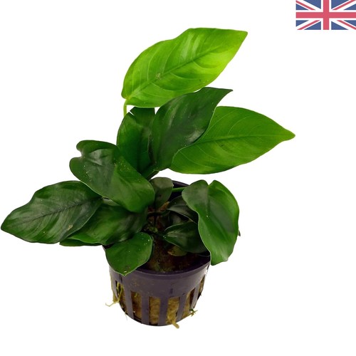8cm anubias nana - nana,