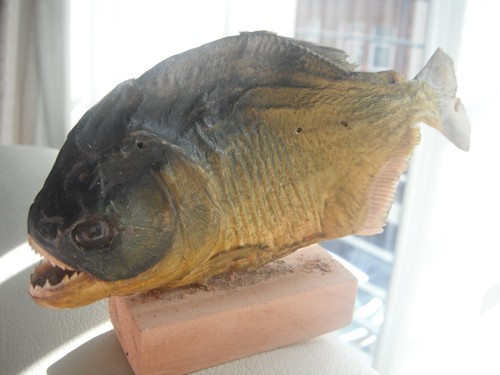 Real piranha fish from - fish,