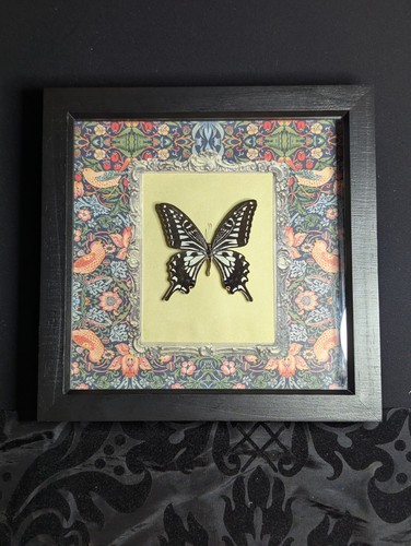 Real asian swallowtail - real,