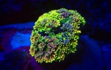 SHA Neon Skittles Rainbow