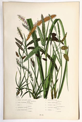 Sedges anne pratt botanical - -,
