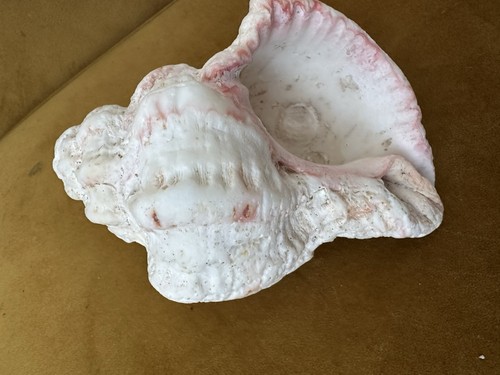 Beautiful seashell conch pink - beautiful, conch?