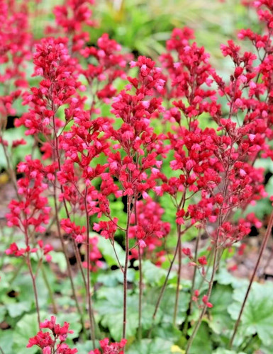 Heuchera coral petite - heuchera, deluxe