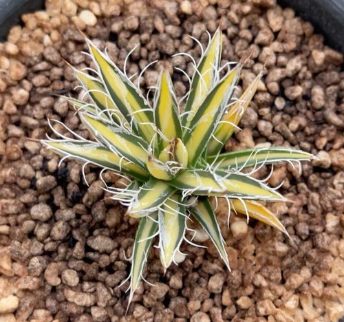 Rare agave parvifora - rare,