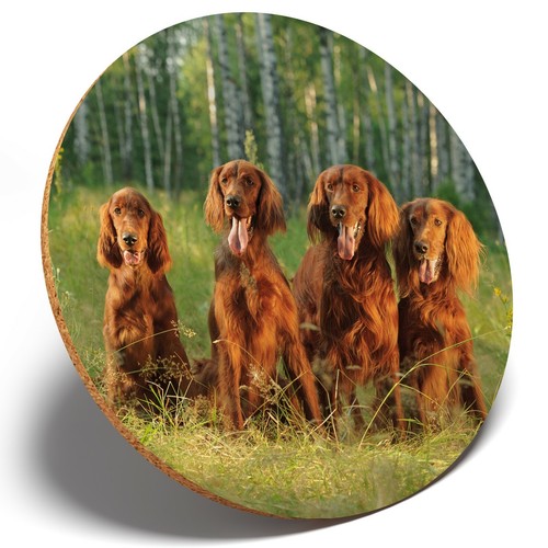 Irish red setter family - 1, x