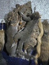 Taxidermy Squirrels