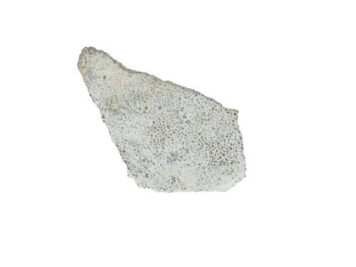 Dinosaur egg shell saltasaurus - egg,