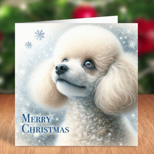 Miniature poodle dog - miniature,