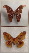 Moth Set Specimen Bundle,  A2