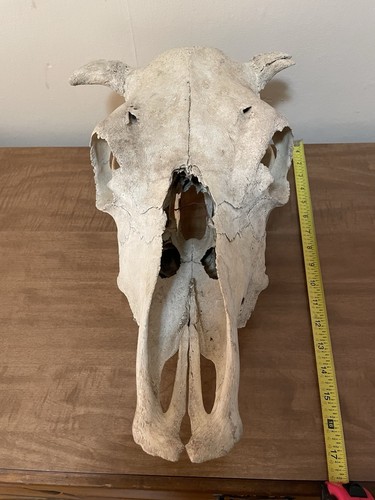 Authentic cow skull - authentic,