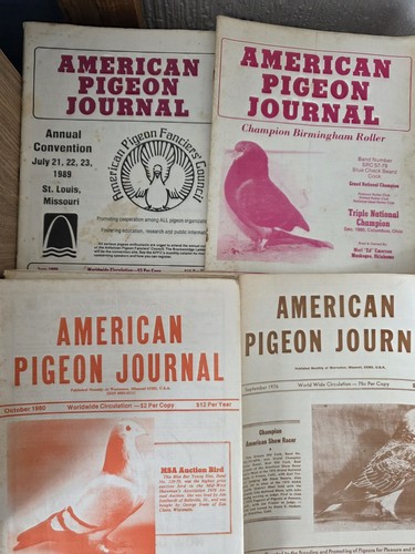 Lot american pigeon - american,