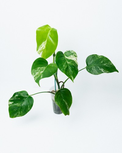 Variegated monstera deliciosa - monstera,