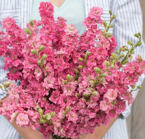 Delphinium rose queen - 25,