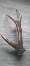 Natural Shed Sika Deer Three