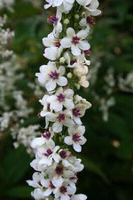 6 Verbascum White Blush  Hardy