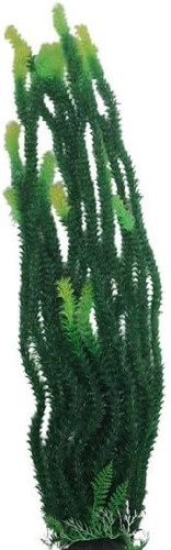Jumbo dark green - dark,