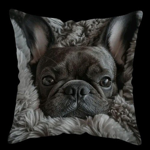 Lovely french bulldog - 1,