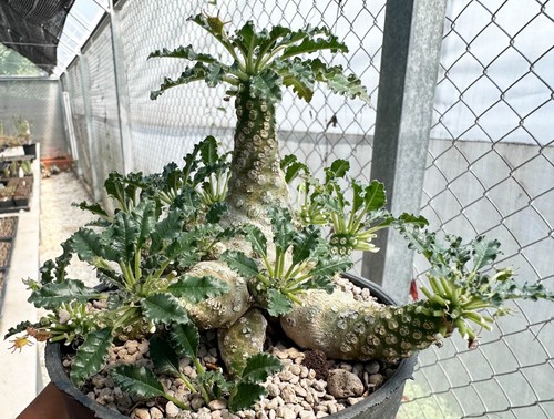 Dorstenia lavrani horwoodii - dorstenia,