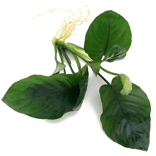 Anubias broad leaf live - anubias,