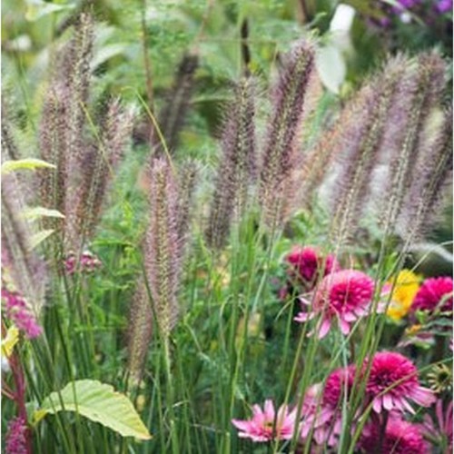 Pennisetum alopecuroides - pennisetum,