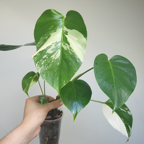 Very rare monstera mint noid - very,