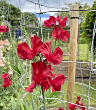 Sweet Pea 'Mammoth Yankee