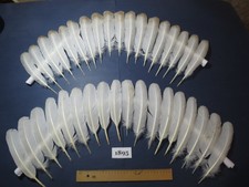 36 Pcs Real Turkey Wing