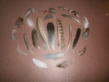 24 Natural Birds Feathers FREE FALLEN Pigeon French Partridge Pheasant Crow Duck