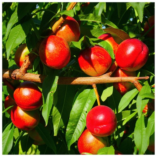 Dwarf nectarine fantasia - nectarine,