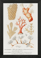 Different Types Of Corals