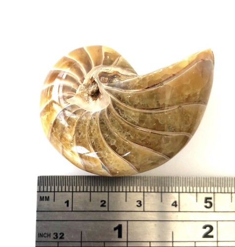 Fossil nautilus best - best, grade