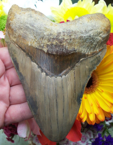 Massive megalodon shark tooth - massive,