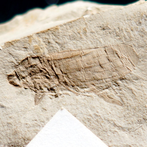 Beautiful detailed jurassic