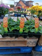 18 Pack Orange Primrose | Easy