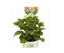 Geranium Scented Grandeur Odorata Orange® Supersize XXL Plug Plants Pack x3