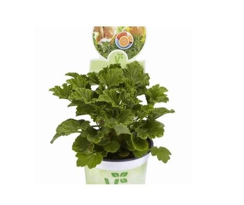 Geranium scented grandeur - geranium,