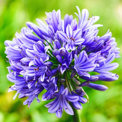 Blue lily the nile - lily, of