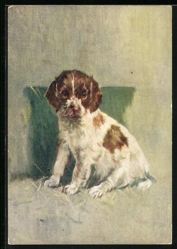 Welsh springer spaniel with - spaniel,