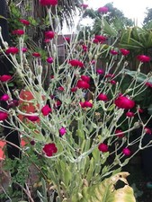X1 LYCHNIS / SILENE coronaria 'Rose Campion' Perennial  plug plant