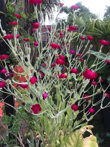 Lychnis silene coronaria - lychnis, /