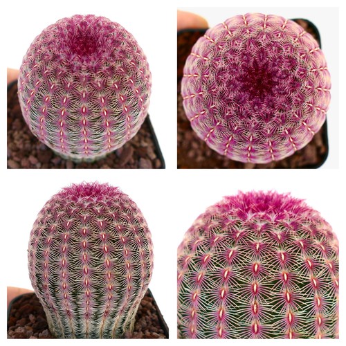Echinocereus rigidissimus