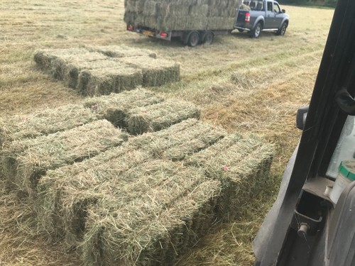 Hay bales for sale delivery - hay,